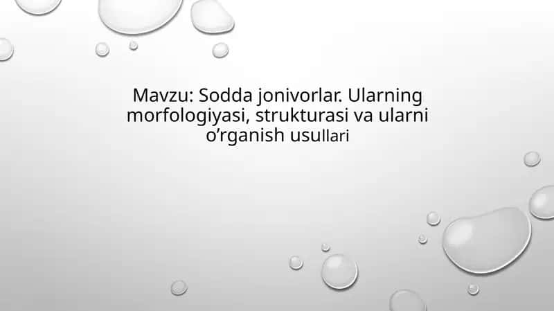 Sodda hayvonlar