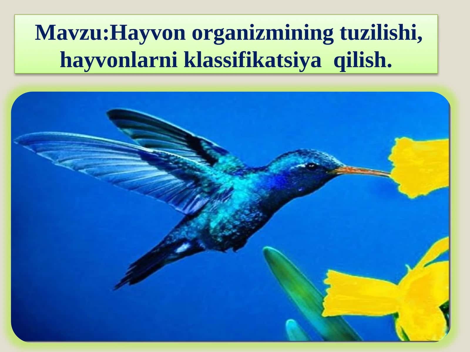 Hayvon organizmini tuzilishi, hayvonlarni klassifikatsiyalash