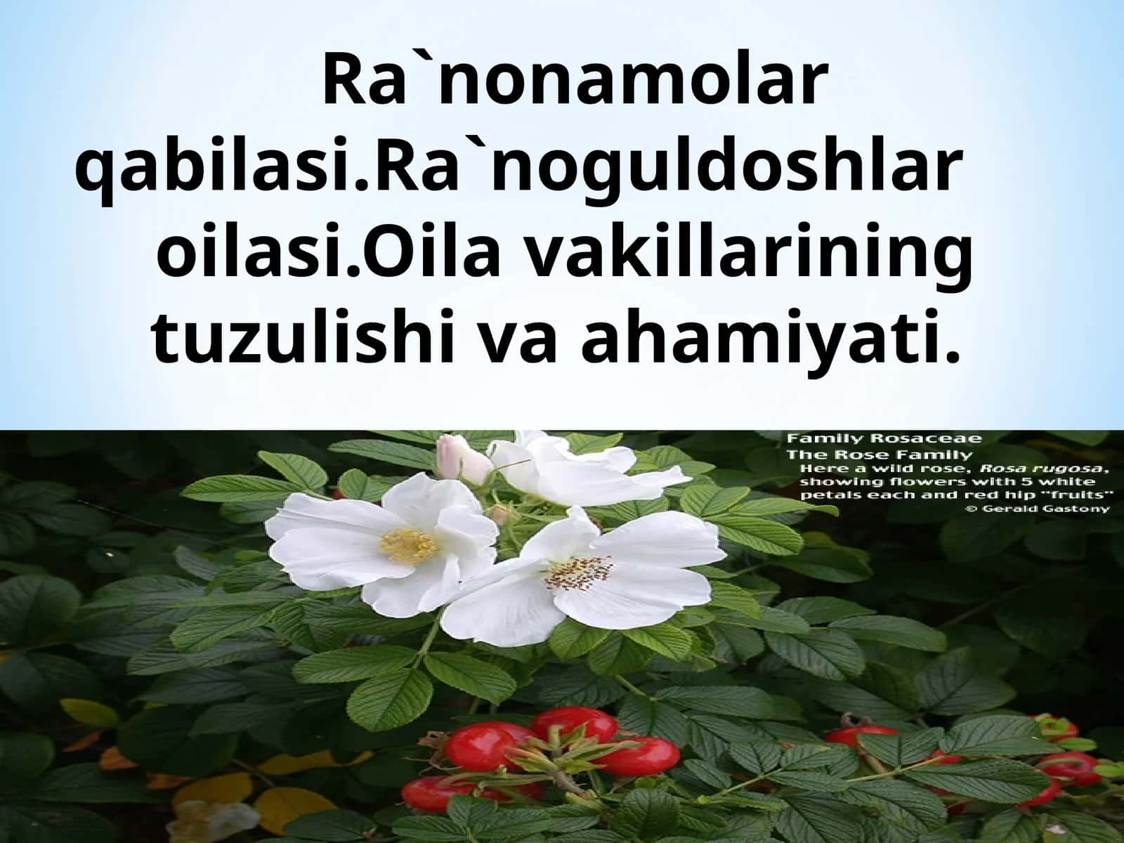 Ra`nonamolar qabilasi