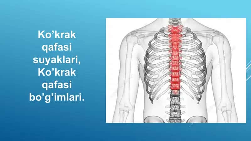 Ko’krak qafasi suyaklari, Ko’krak qafasi bo’g’imlari.