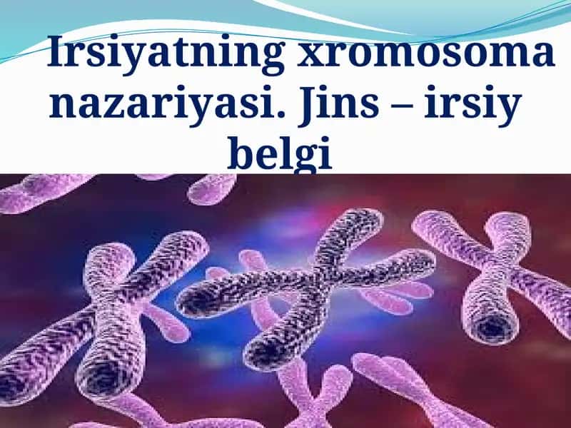 Irsiyatning xromosoma nazariyasi.Jins–irsiybelgi