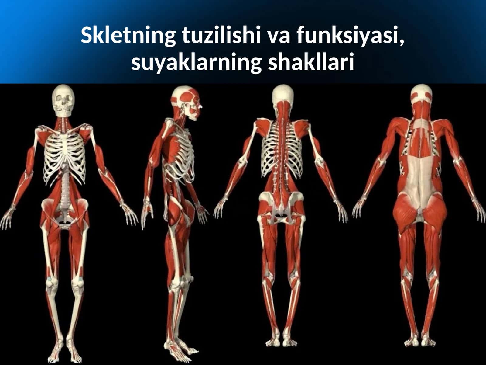 Skletning tuzilishi va funktsiyasi, suyaklarning shakllari