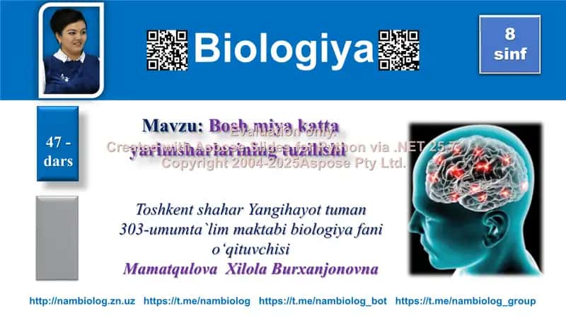Bosh miya katta yarimsharlarining tuzilishi