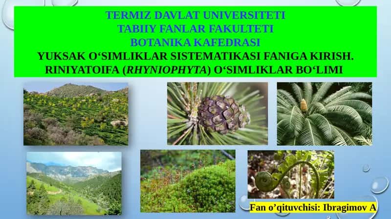 YUKSAK O‘SIMLIKLAR SISTEMATIKASI FANIGA KIRISH.RINIYATOIFA(RHYNIOPHYTA)O‘SIMLIKLAR BO‘LIMI