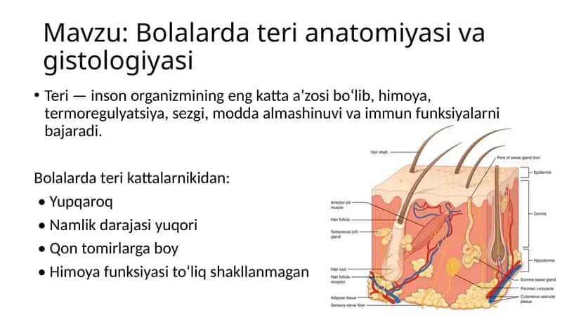 Bolalarda teri anatomiyasi va gistologiyasi