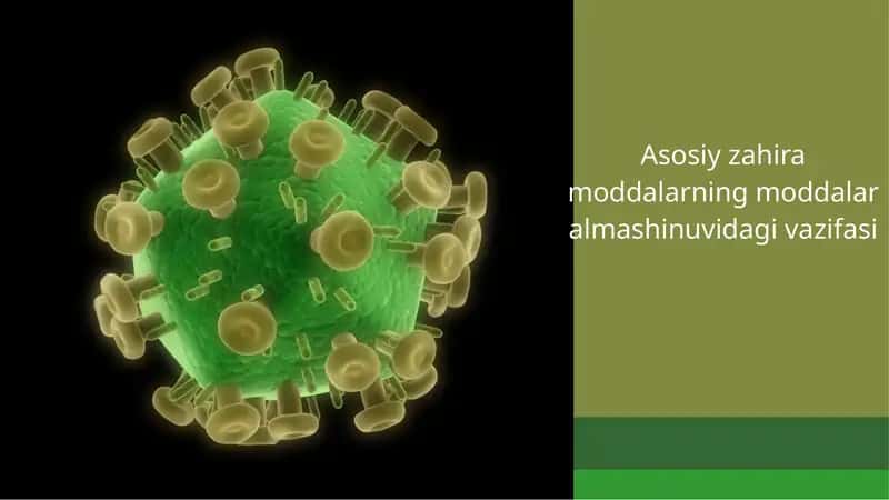 Asosiy zahiramoddalarning moddalar almashinuvi