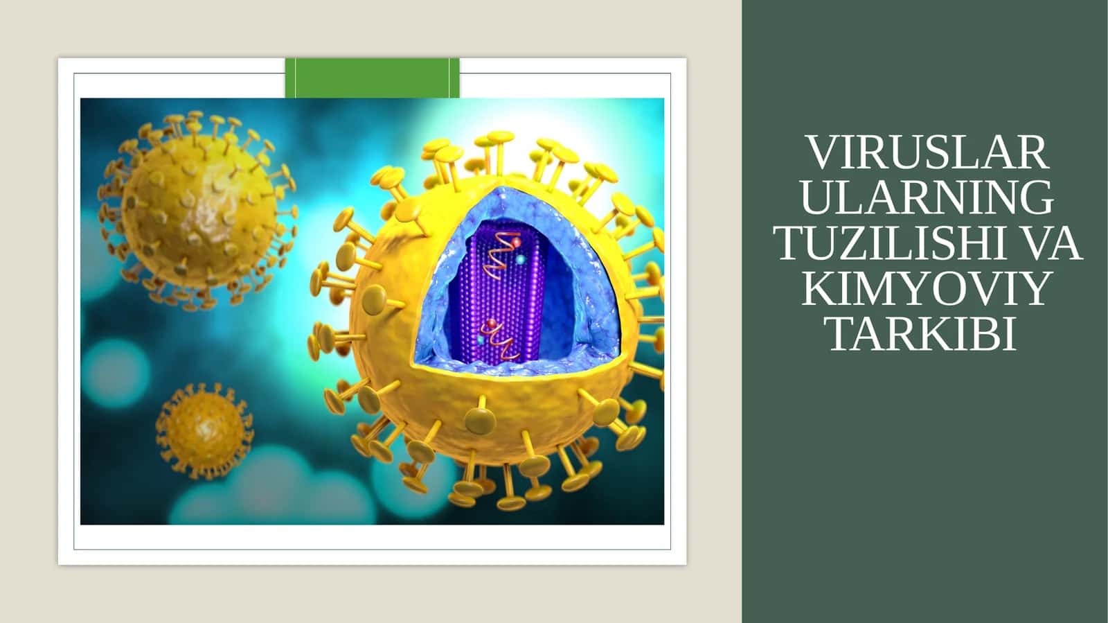 Viruslar ularning tuzilishi va kimyoviy tarkibi