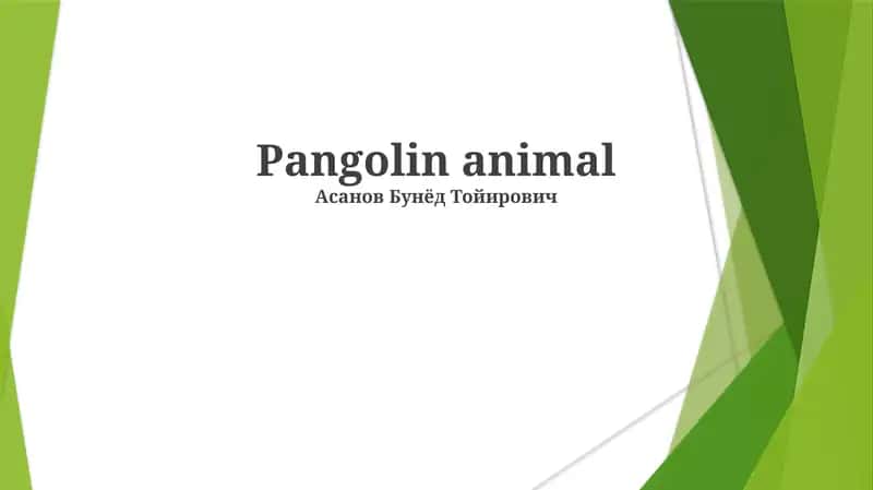 Pangolin animal