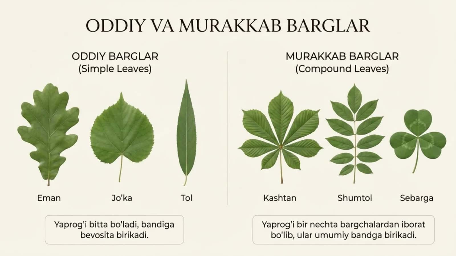 Oddiy va murakkab barglar