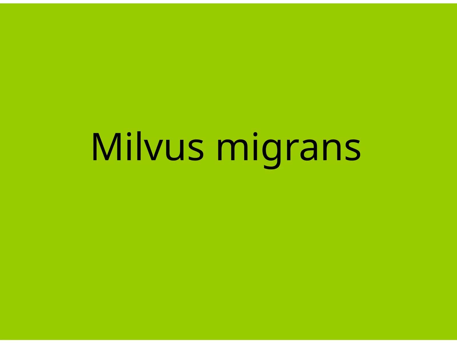 Milvusmigrans