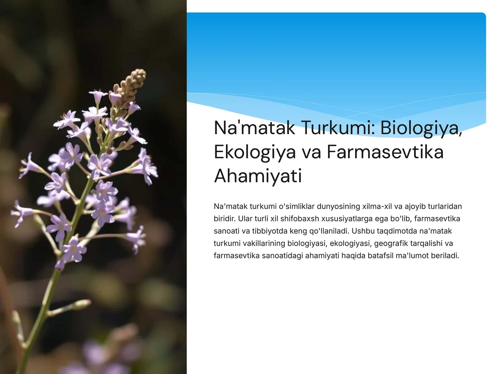 Na'matak Turkumi: Biologiya, Ekologiya va Farmasevtika Ahamiyati