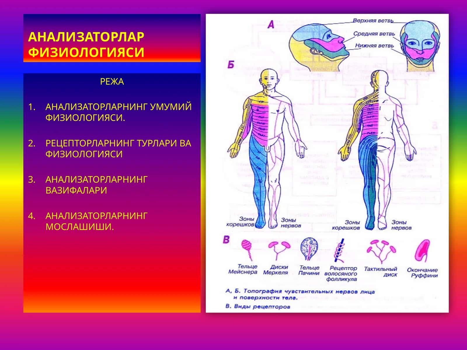 ФИЗИОЛОГИЯ