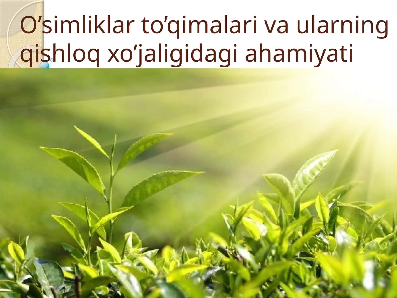 O’simliklar to’qimalari va ularning qishloq xo’jaligidagi ahamiyati