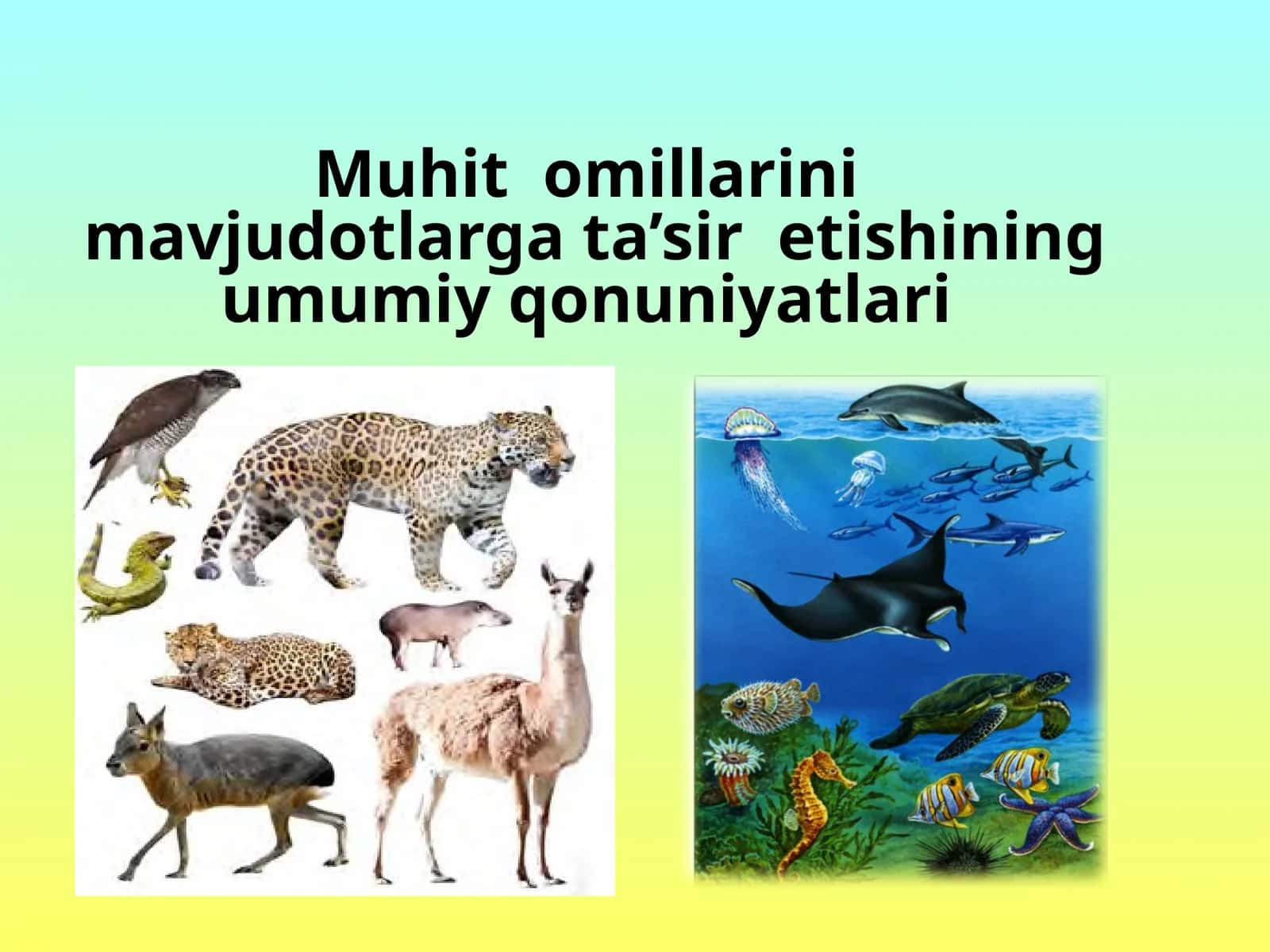 Muhitomillarlarning umumiy qonuniyatlari