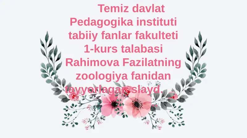 Halqali chuvalchanglar
