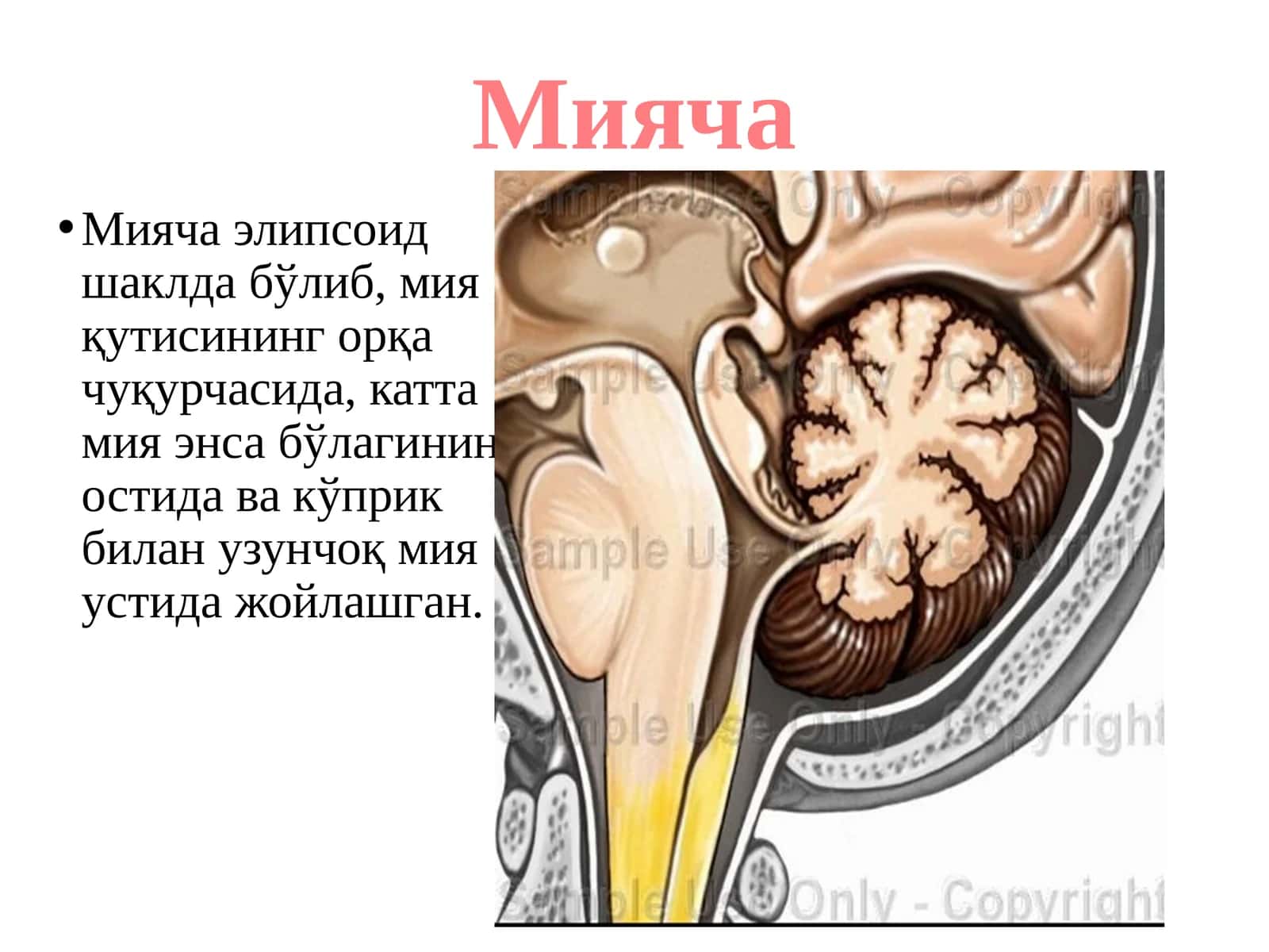 MIYACHA