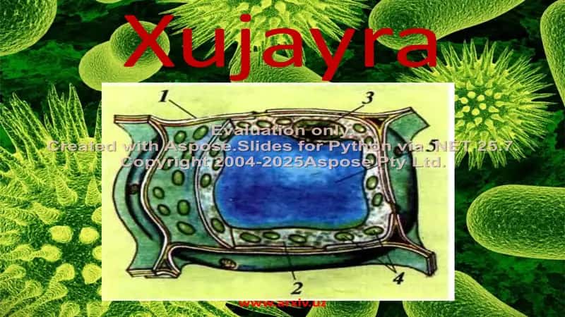 Xujayra
