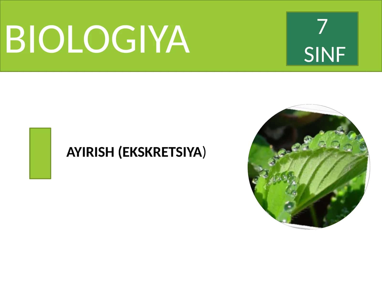 ayirish organlari