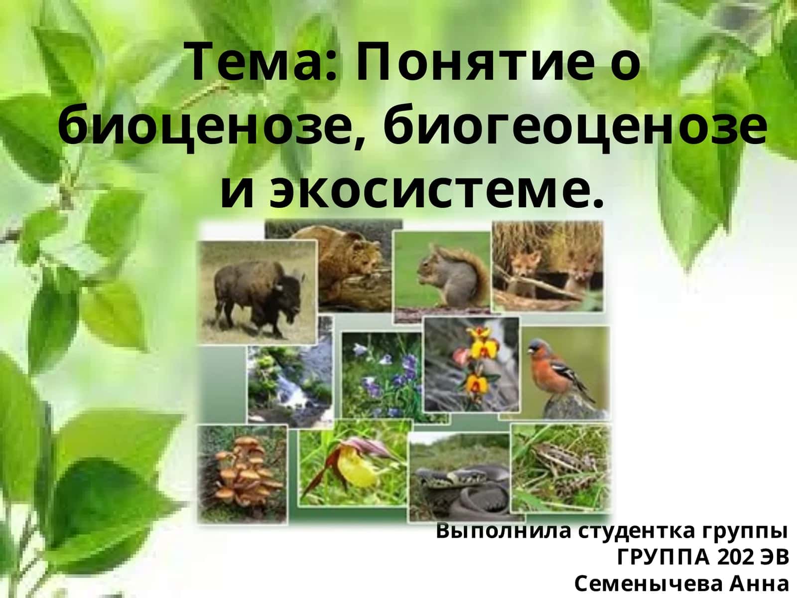 Понятие о биоценозе, биогеоценозе и экосистеме