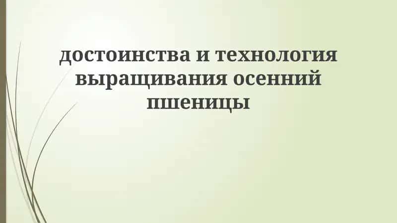 Технология выращивания осенней пшеницы