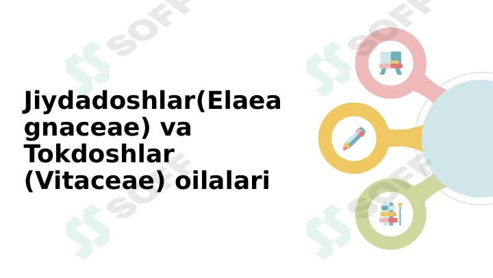 Jiydadoshlar(Elaeagnaceae) va Tokdoshlar (Vitaceae) oilalari