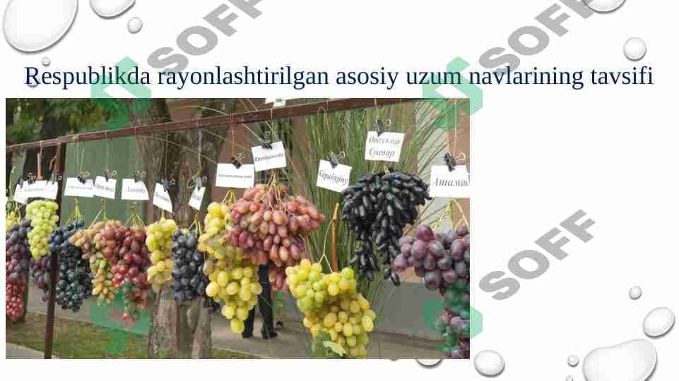 Respublikda rayonlashtirilgan asosiy uzum navlarining tavsifi