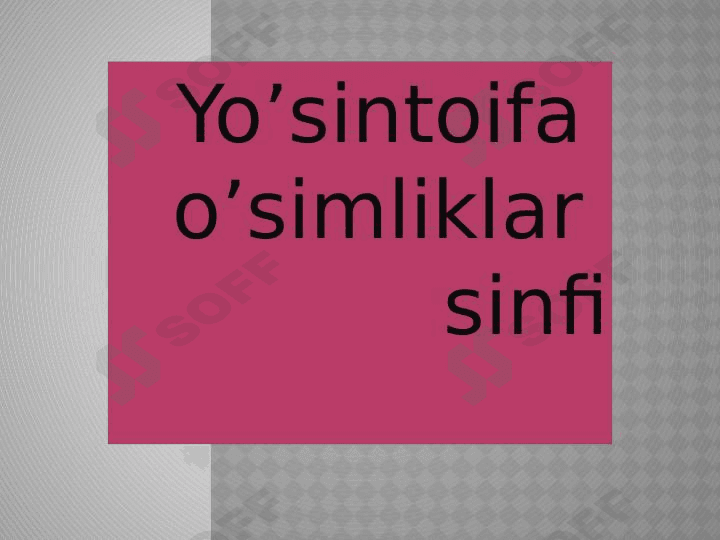 Yoʻsintoifa  sinfi