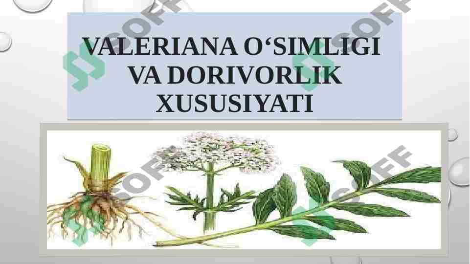 Valeriana o‘simligi va dorivorlik xususiyati