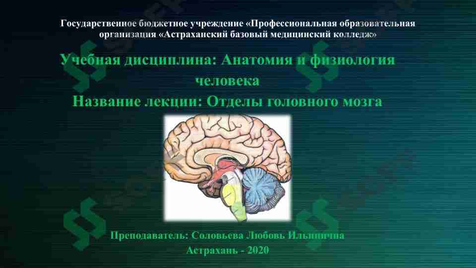 Отделы головного мозга