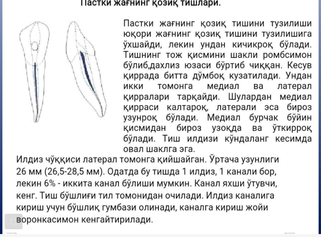 Pasti jag' tishlar topografik anatomiyasi