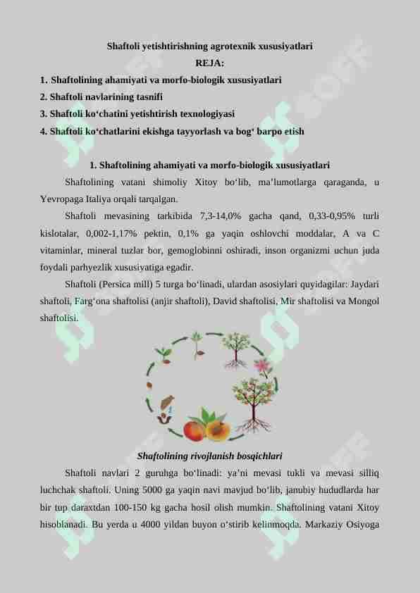 Shaftoli yetishtirishning agrotexnik xususiyatlari