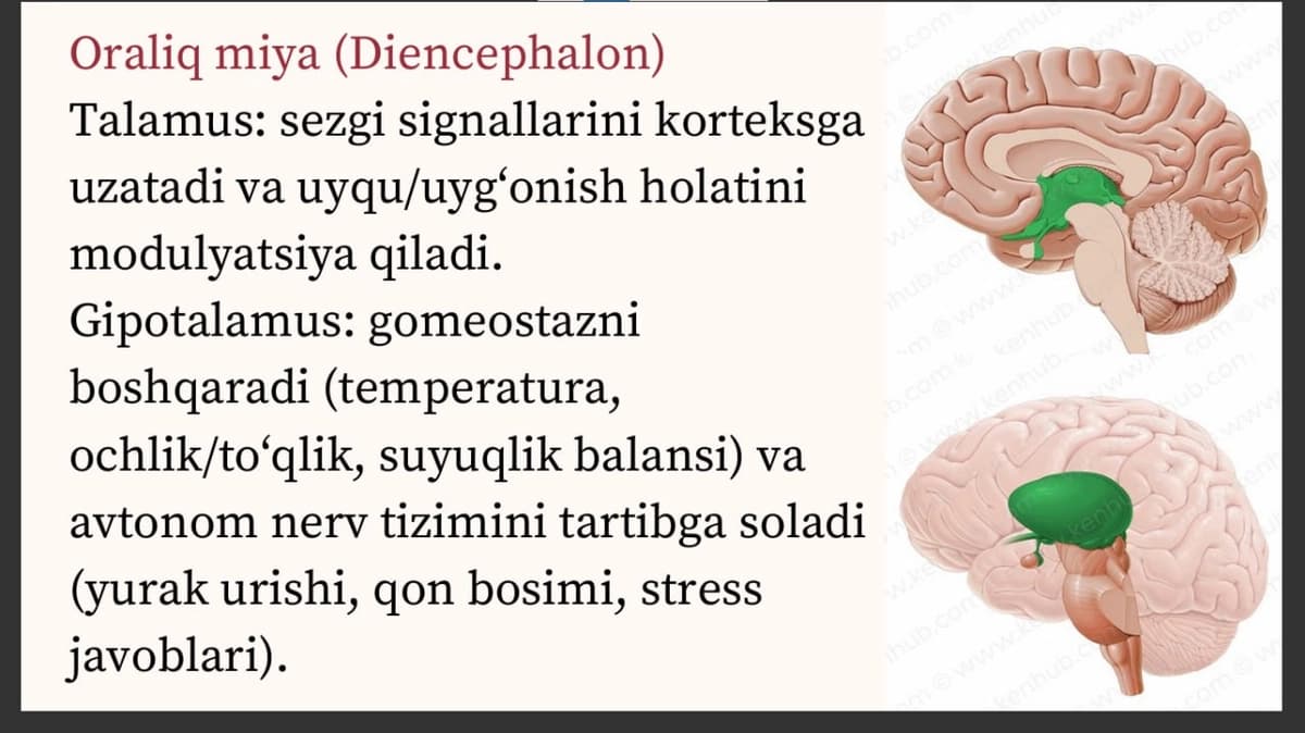 Bosh miya turli bo'limlari faoliyatini o'rganish. Bosh miya yarim sharlar pustlog'ing fiziologiyasi.