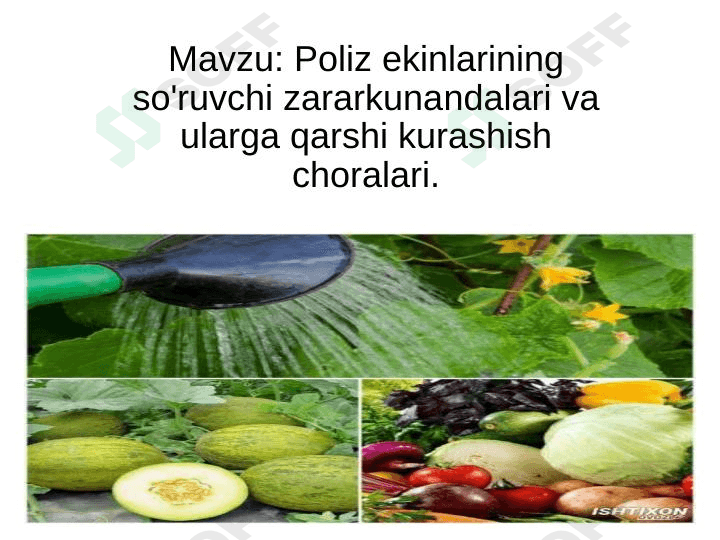 Poliz ekinlarining so'ruvchi zararkunandalari va ularga qarshi kurashish choralari