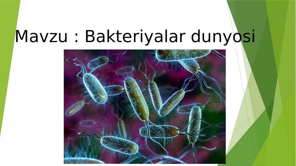 Bakteriyalar dunyosi