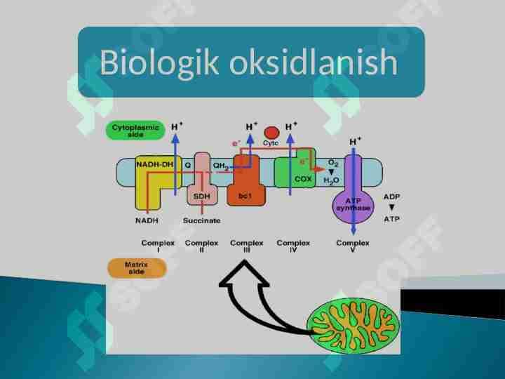 Biologik oksidlanish