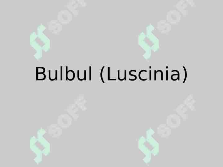 Bulbul