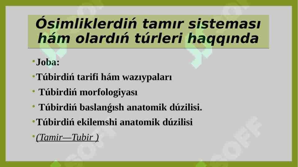 Ósimliklerdiń tamır sisteması hám olardıń túrleri haqqında