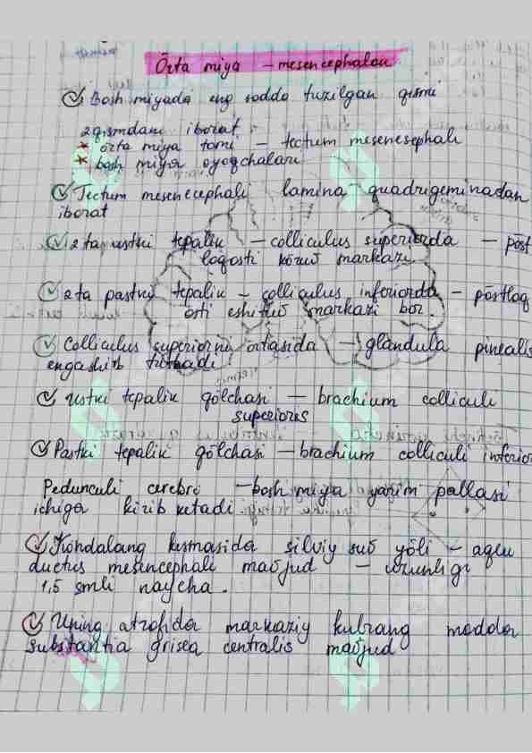 Amaliy mashgʻulot Anatomiya Handwritten