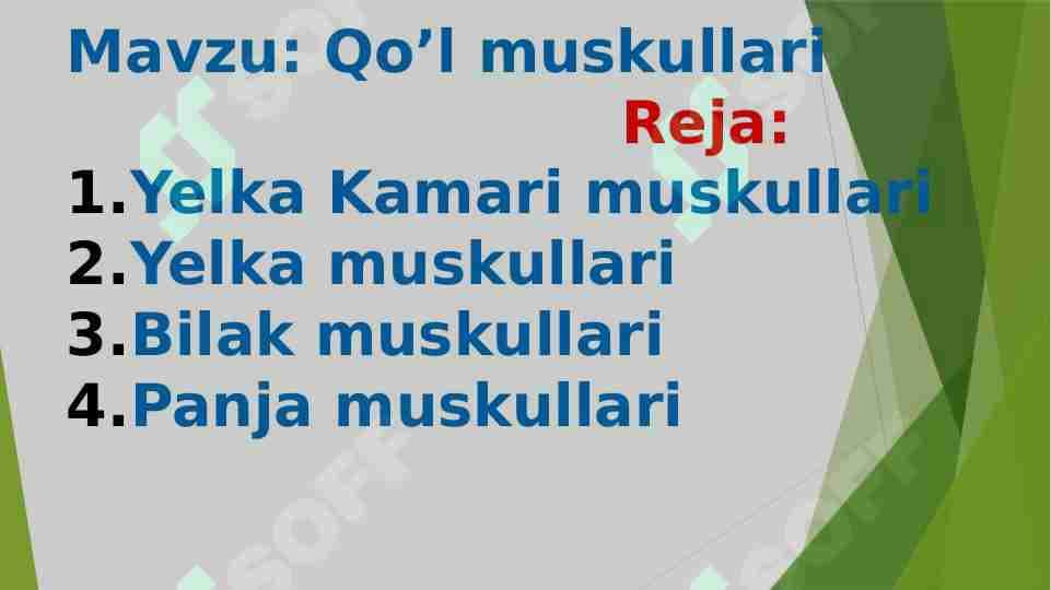 Qo‘l muskullari