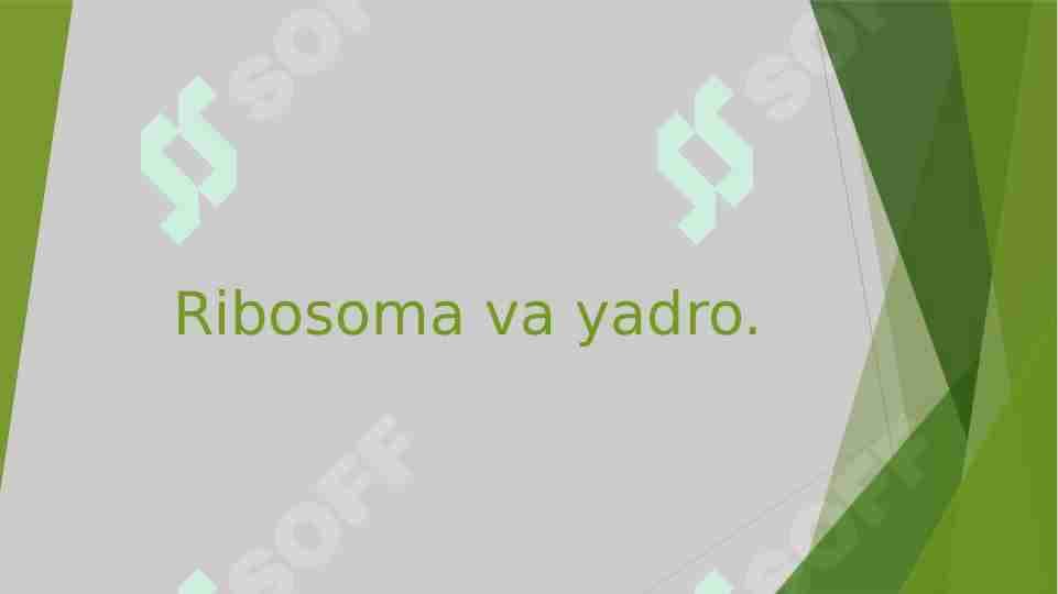 Ribosoma va yadro.