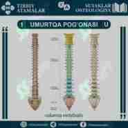 UMURTQA POG'ONASI - COLUMNA VERTEBRALIS