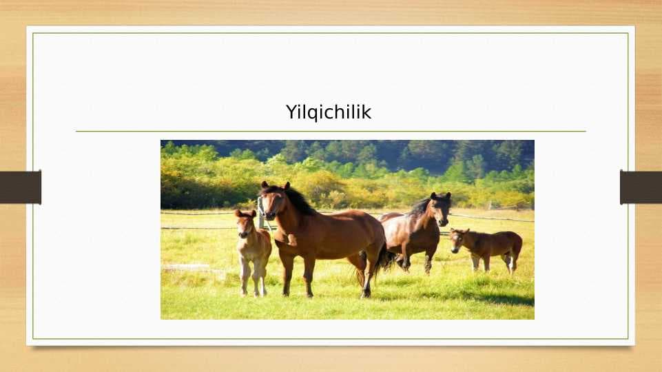 Yilqichilik
