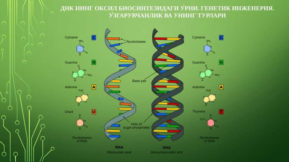 ДНК НИНГ ОКСИЛ БИОСИНТЕЗИДАГИ У́РНИ. ГЕНЕТИК ИНЖЕНЕРИЯ. У́ЗГАРУВЧАНЛИК ВА УНИНГ ТУРЛАРИ