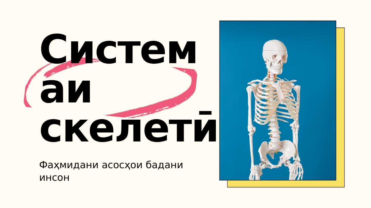 Системаи скелетӣ