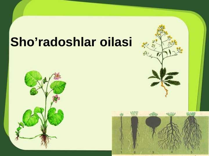 Sho’radoshlar oilasi