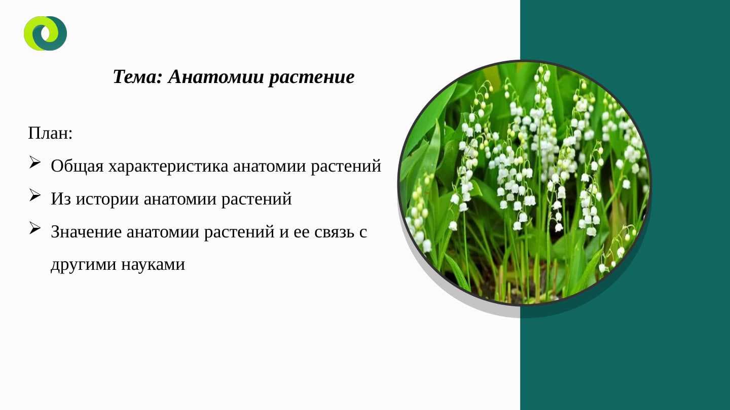 Анатомии растение