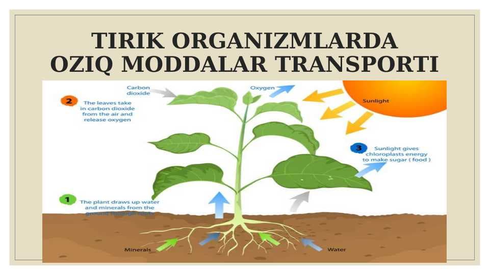 TIRIK ORGANIZMLARDAOZIQ MODDALAR TRANSPORTI