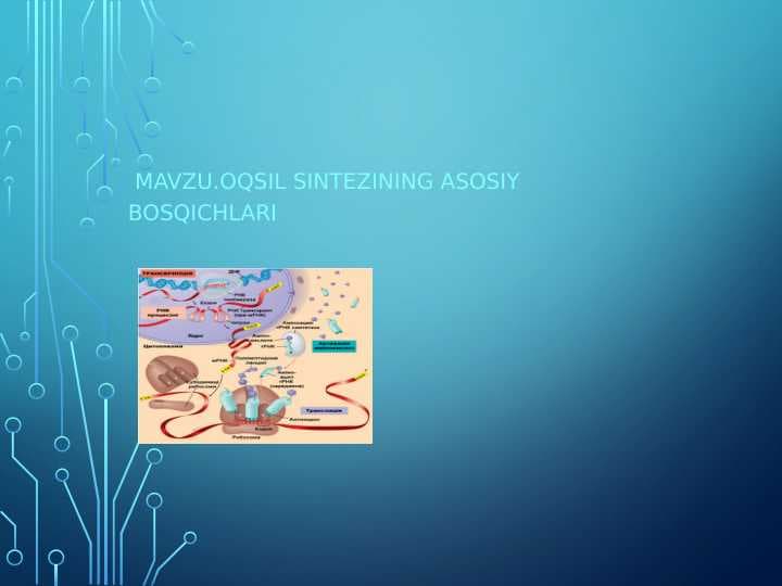 Oqsil sintеzining аsоsiy bosqichlаri