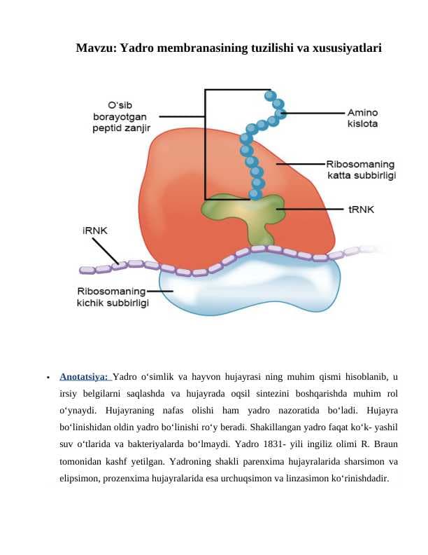 Yadro membranasining tuzilishi va xususiyatlari.