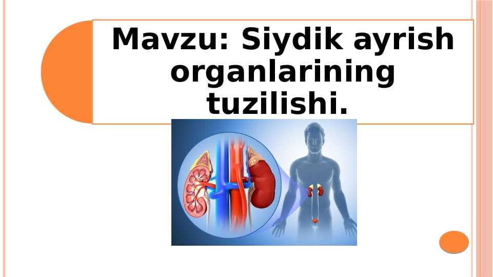 Siydik ayrish organlarining tuzilishi
